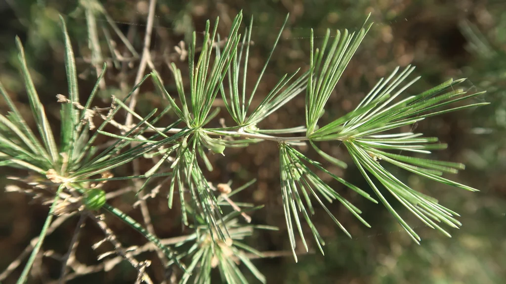Asparagus Retrofractus