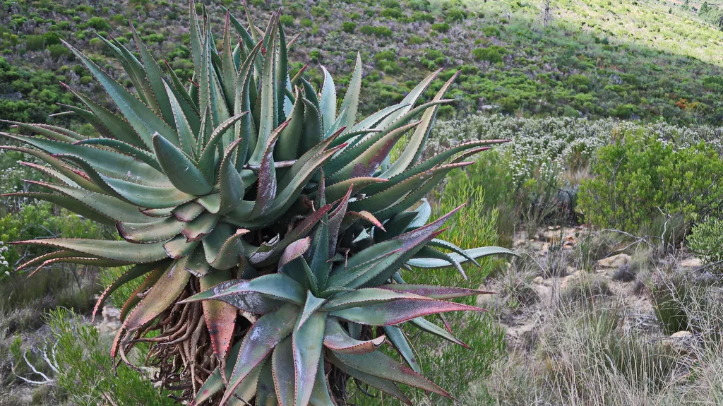 Aloe Ferox