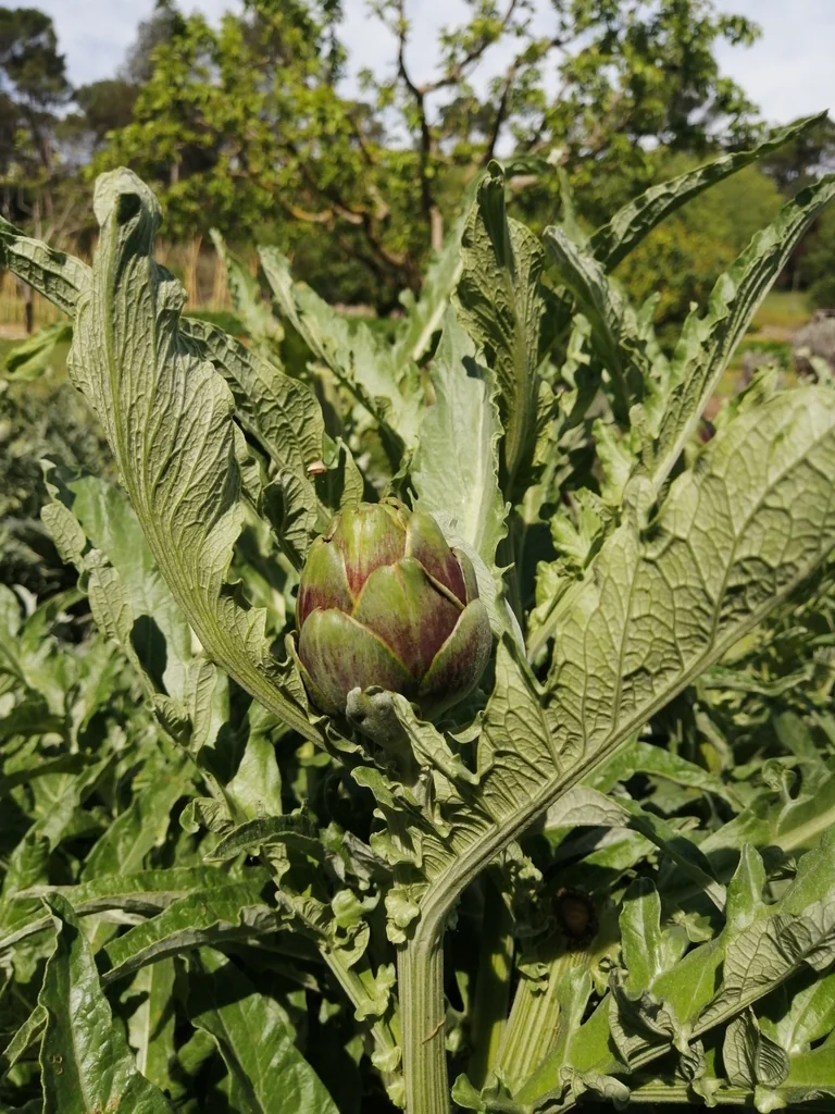 Cynara Scolymus