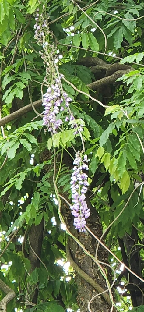 Wisteria Floribunda