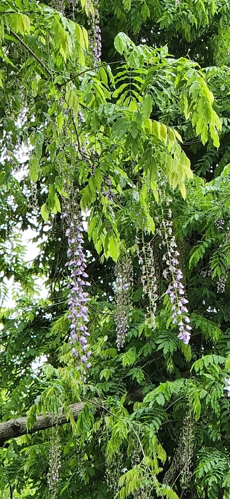 Wisteria Floribunda
