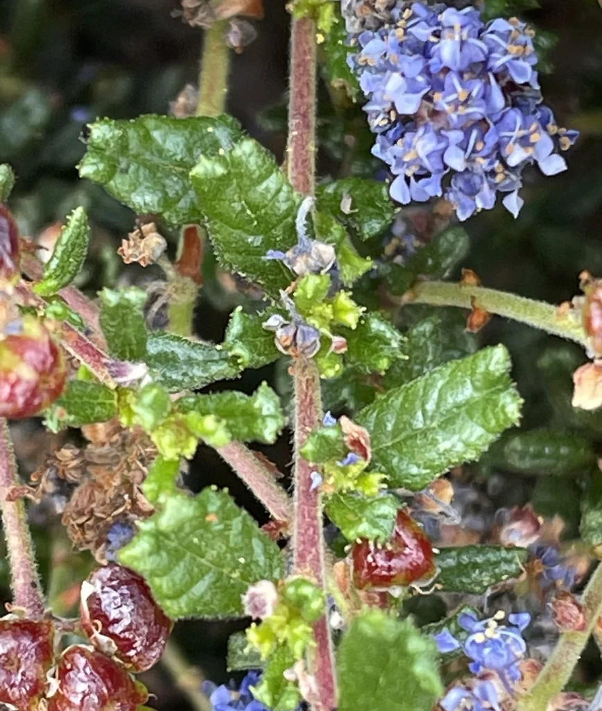Ceanothus Dentatus