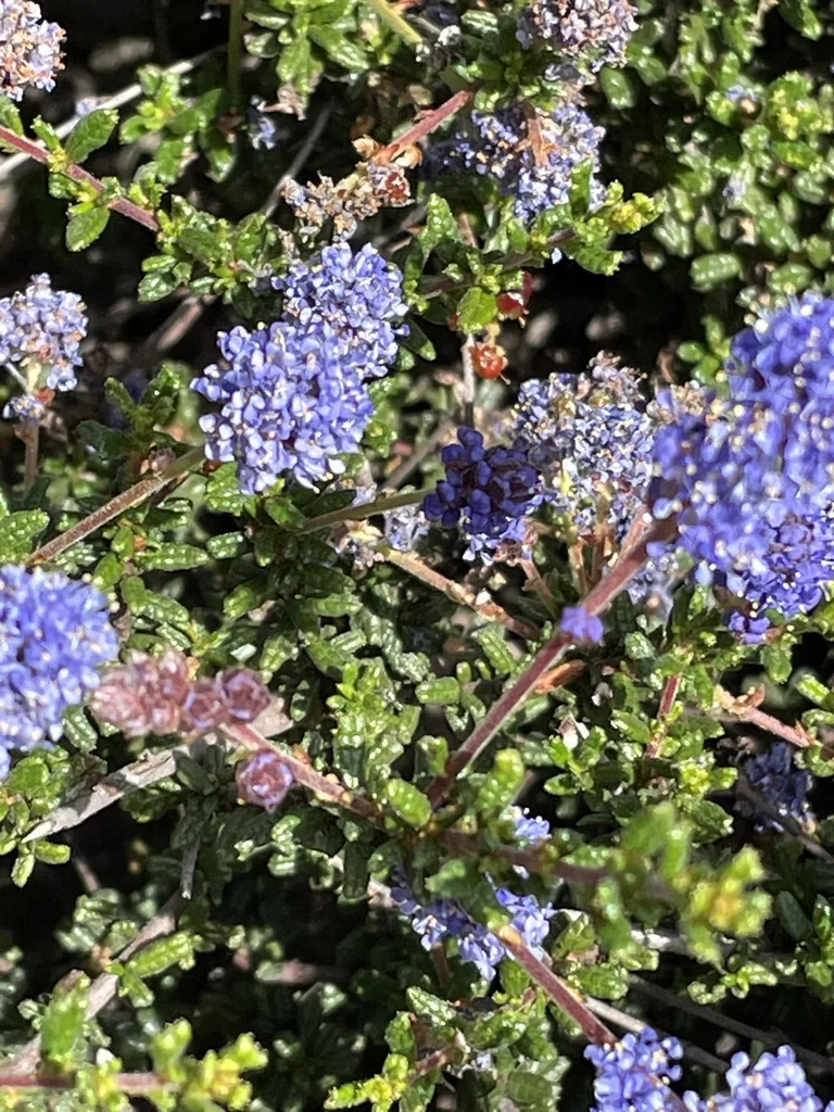 Ceanothus Dentatus