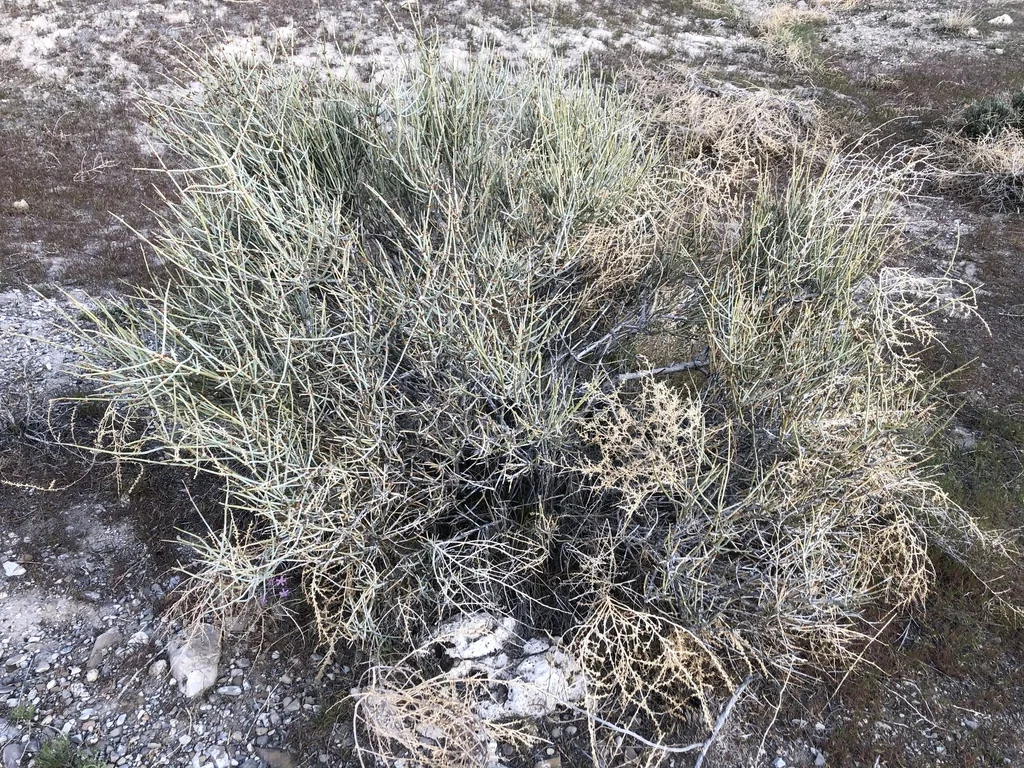 Ephedra Nevadensis