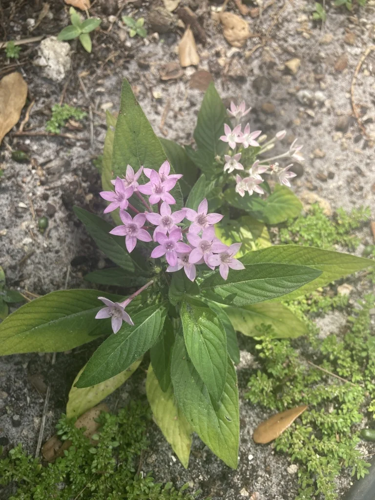 Pentas lanceolata