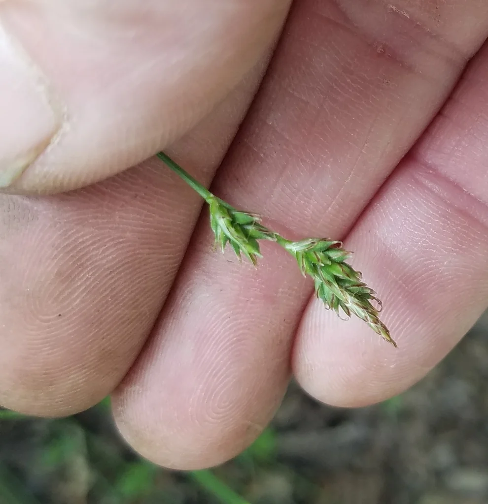 Carex Albicans