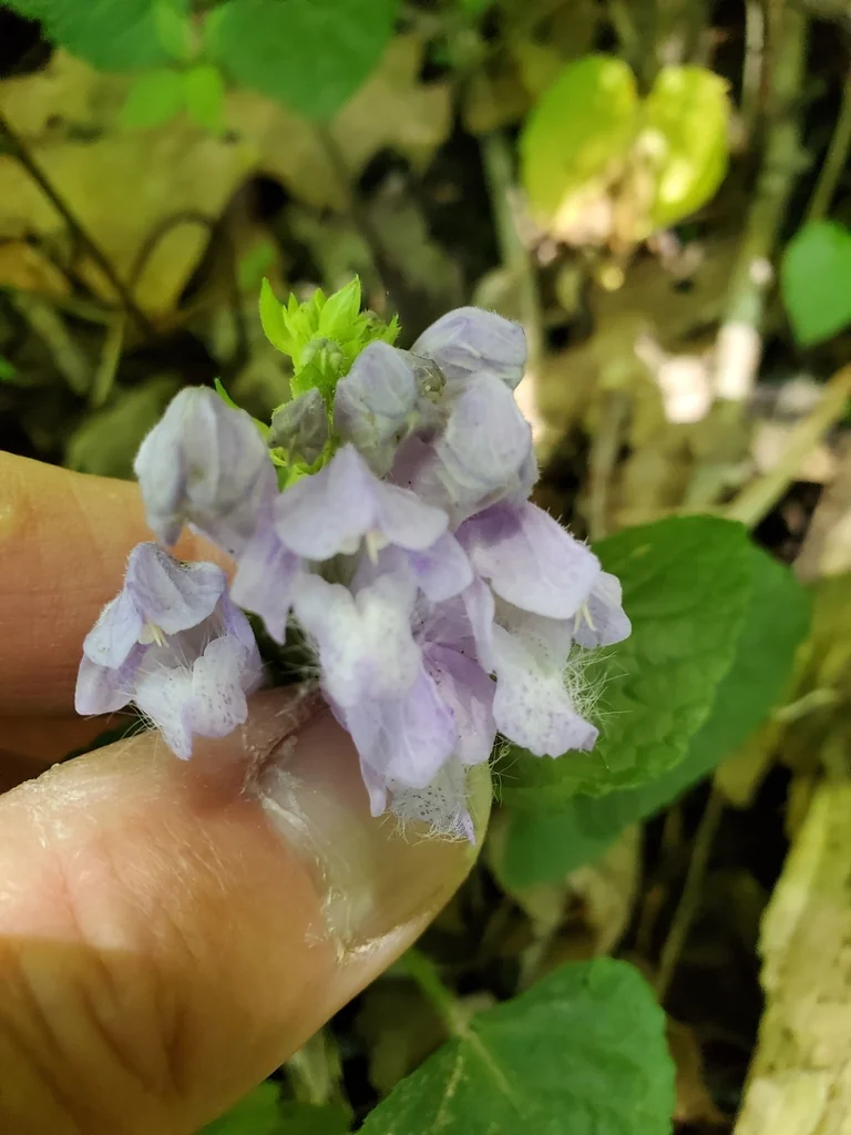 Meehania Cordata