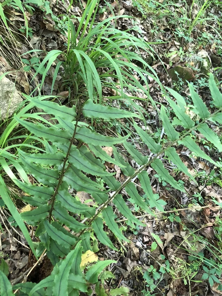 Cyrtomium fortunei