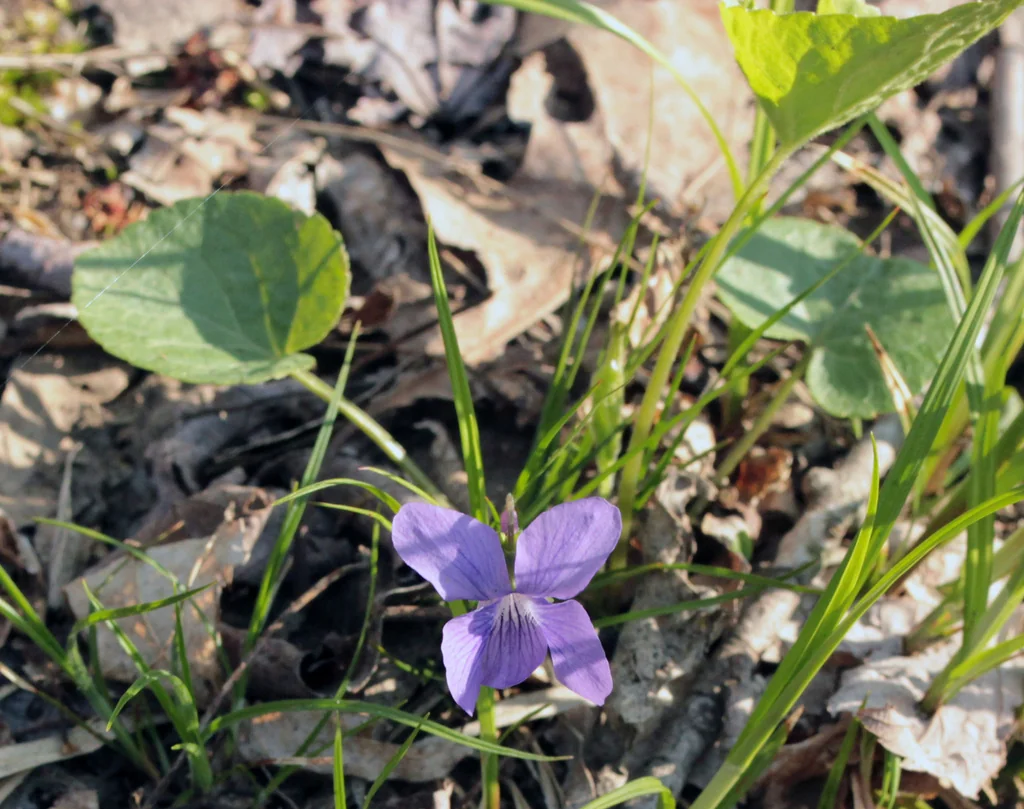 Viola Sororia