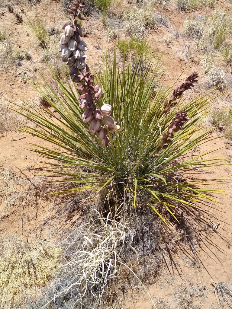 Yucca Baileyi