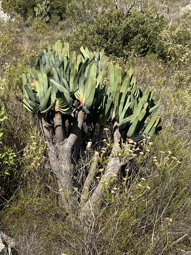 Aloe Plicatilis