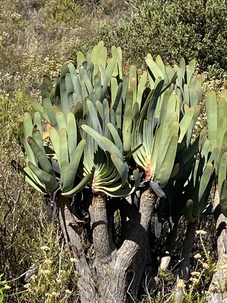 Aloe Plicatilis