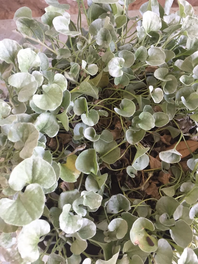 Dichondra argentea