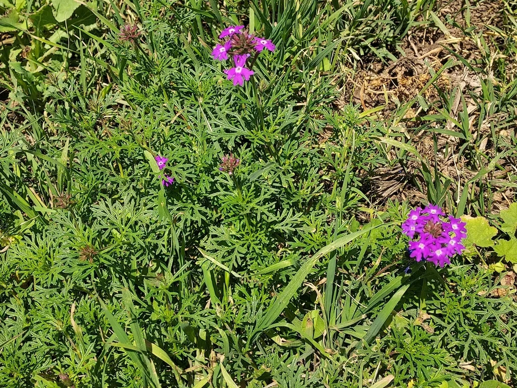Glandularia Pulchella