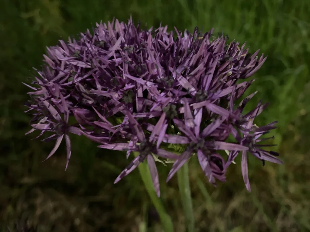 Allium Cristophii