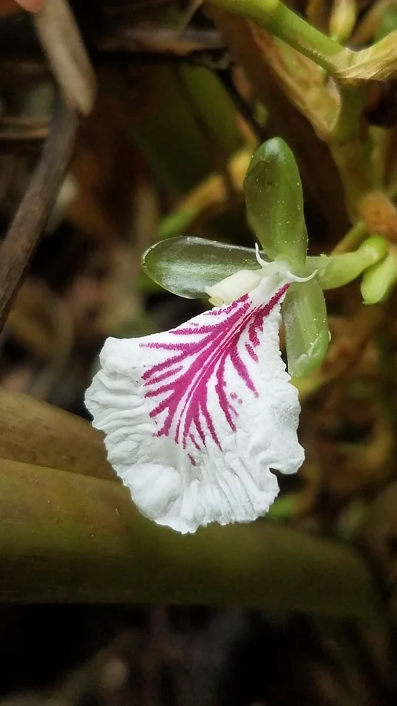 Elettaria Cardamomum