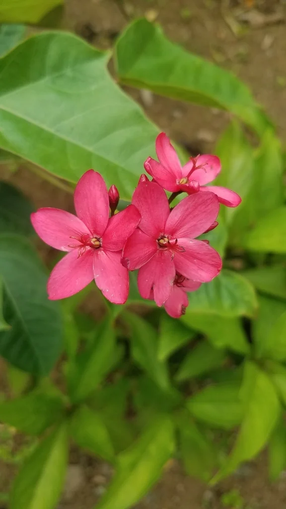 Jatropha Integerrima
