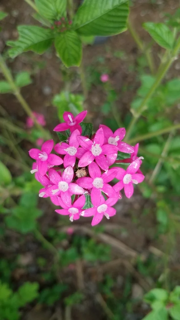 Pentas lanceolata