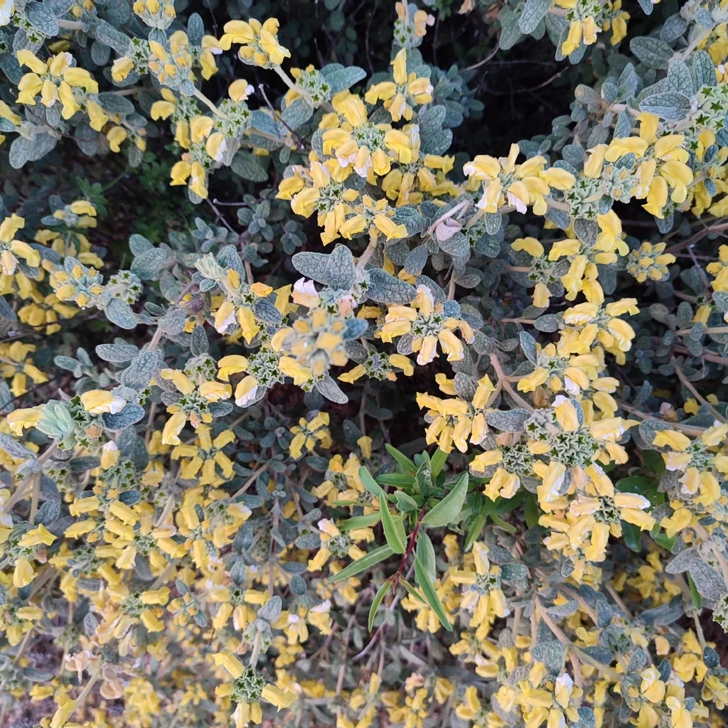Phlomis Lanata