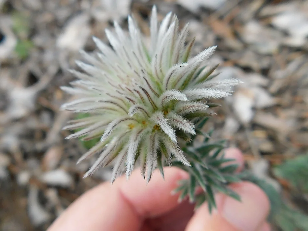 Phylica Pubescens