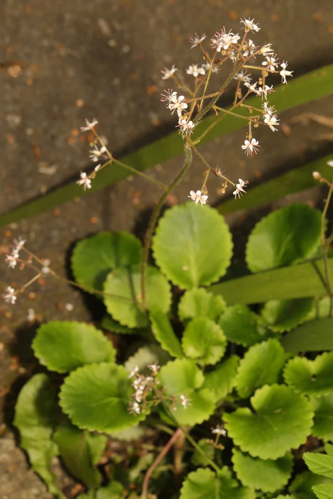 Saxifraga X Urbium