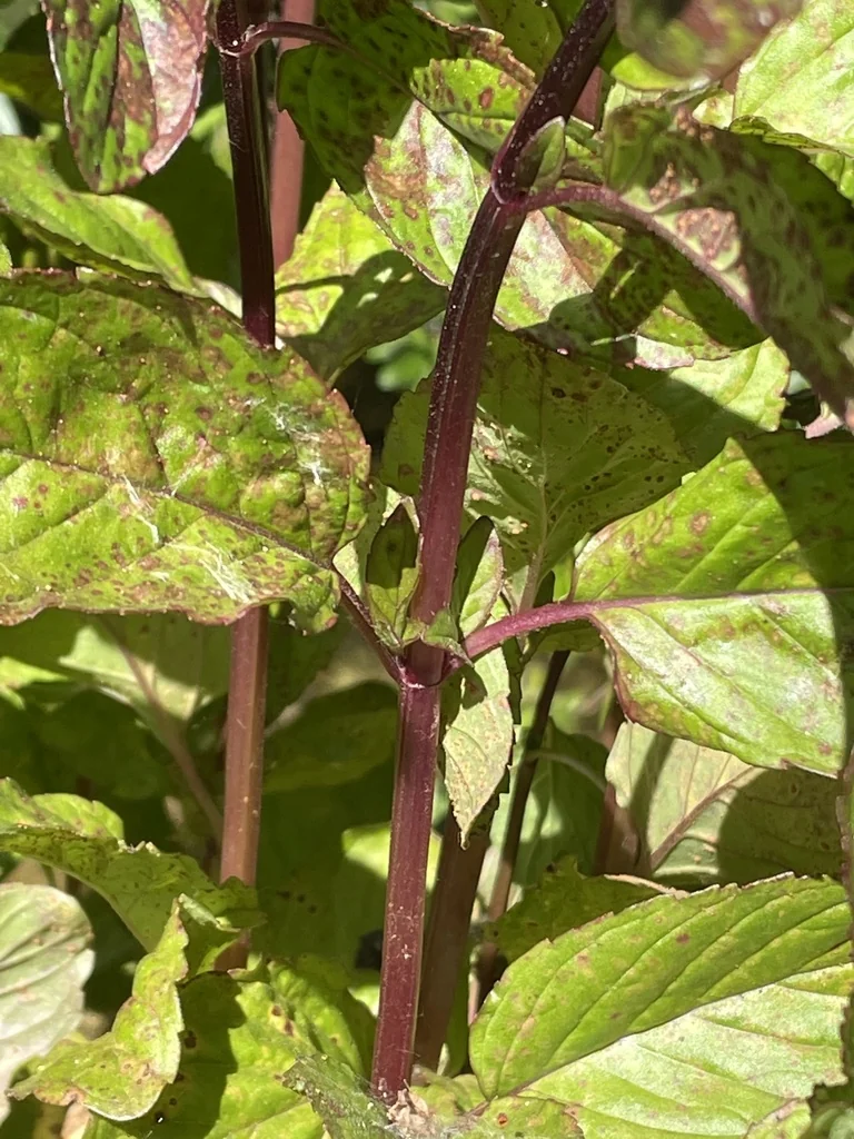 Mentha X Piperita