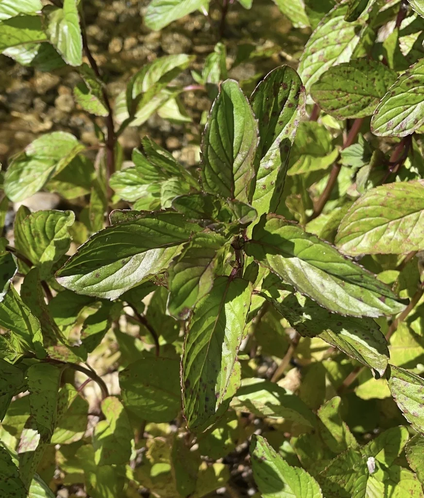 Mentha X Piperita