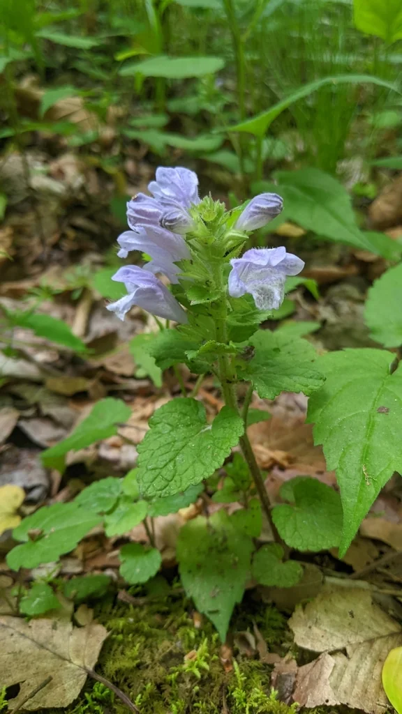 Meehania Cordata