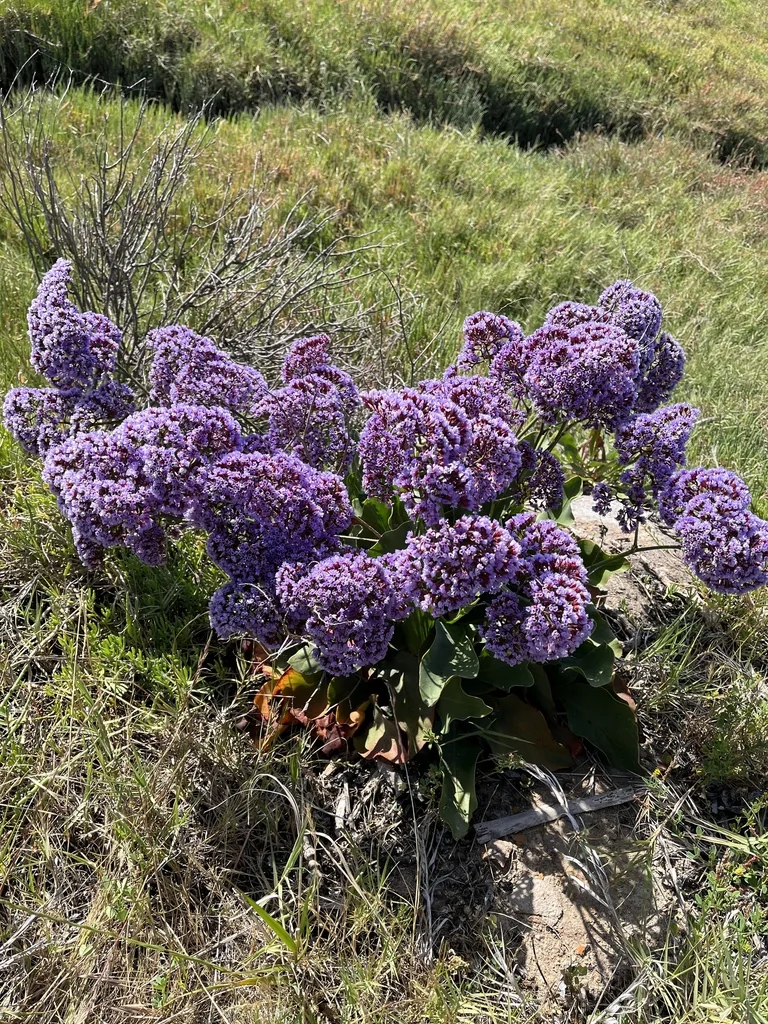 Limonium Perezii