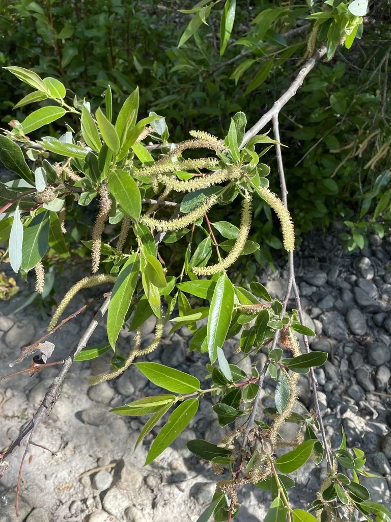 Salix Laevigata