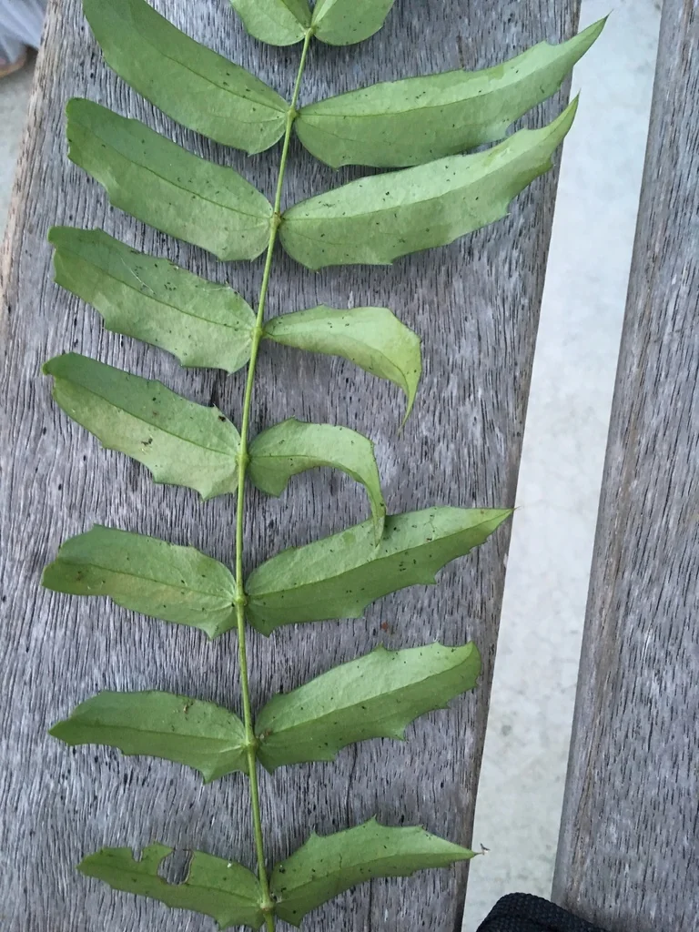 Mahonia Lomariifolia