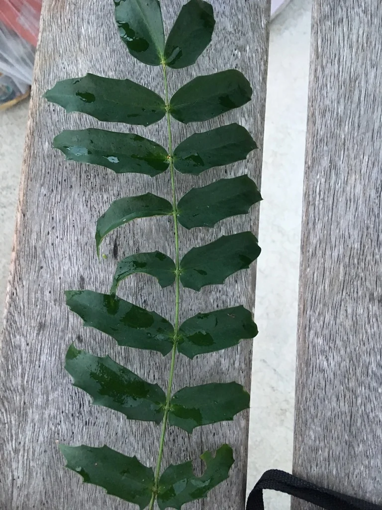 Mahonia Lomariifolia