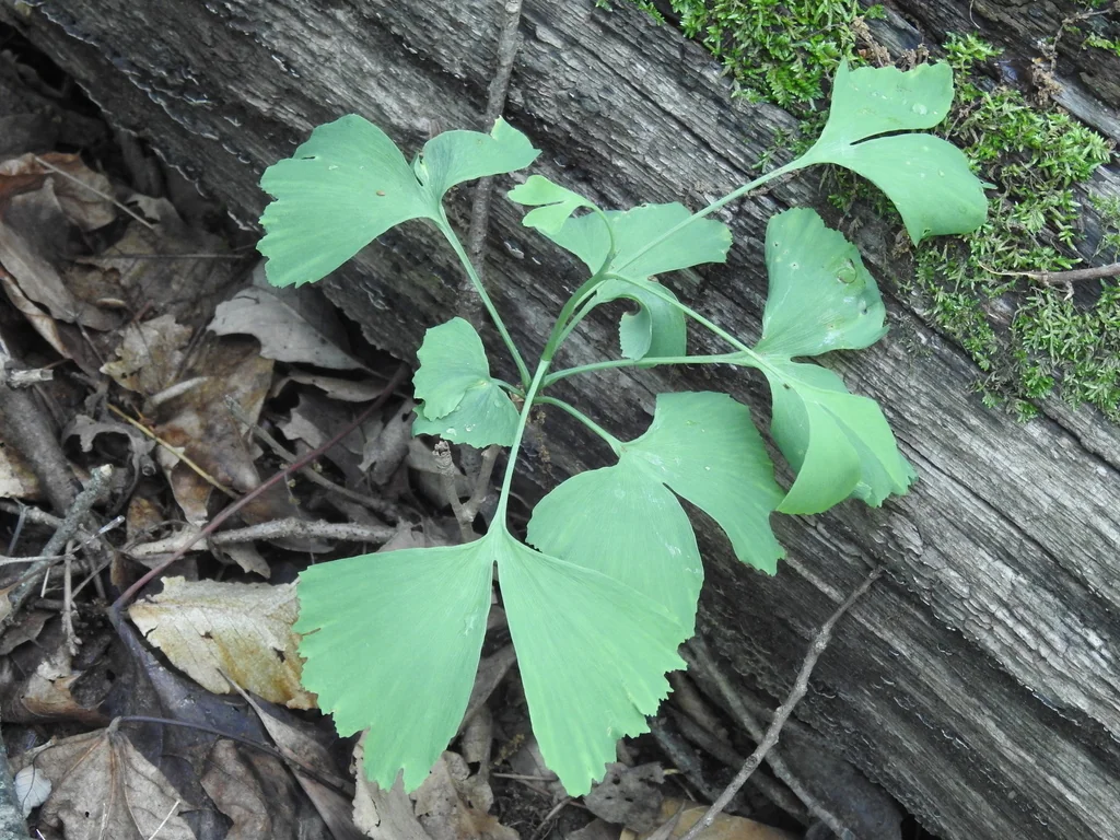 Ginkgo Biloba