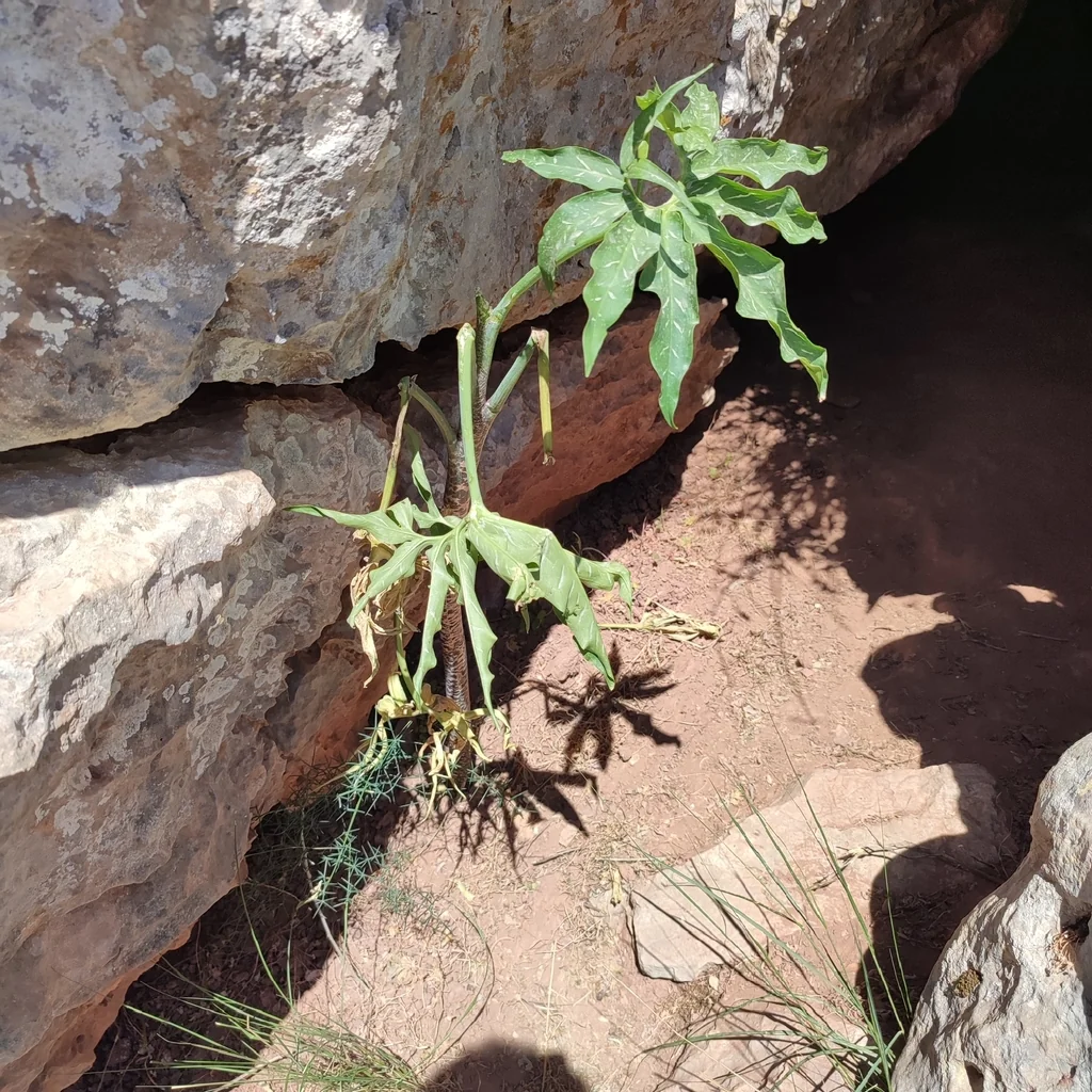 Dracunculus Vulgaris