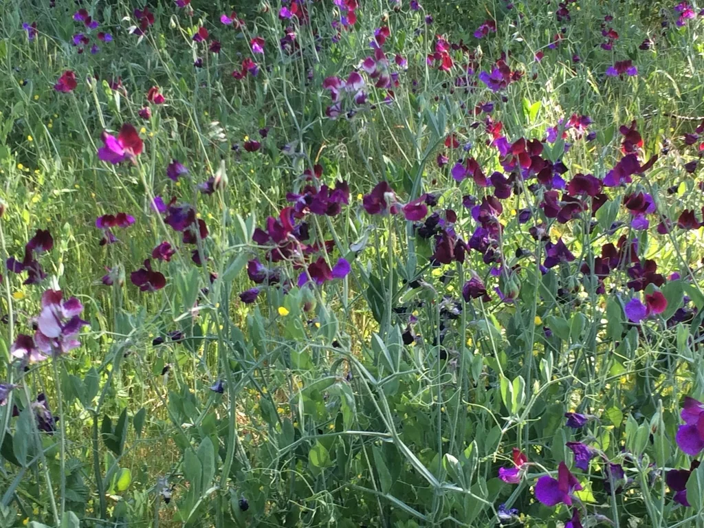 Lathyrus Odoratus