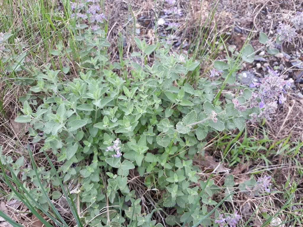 Nepeta Racemosa