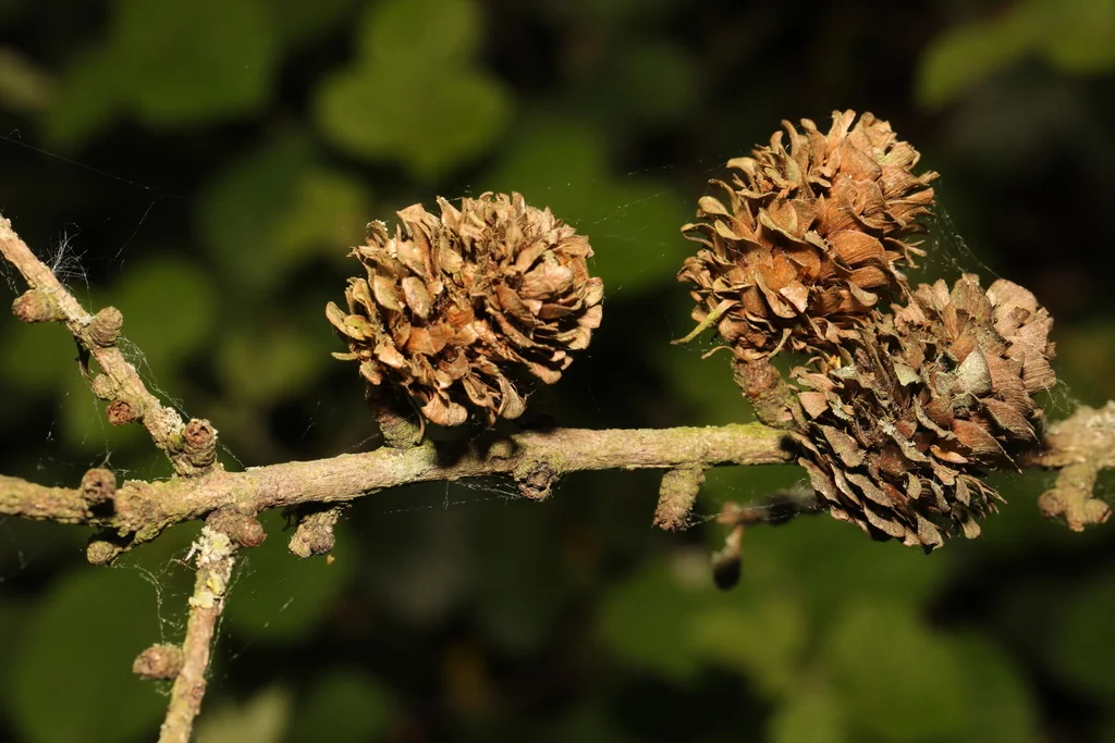 Larix Kaempferi