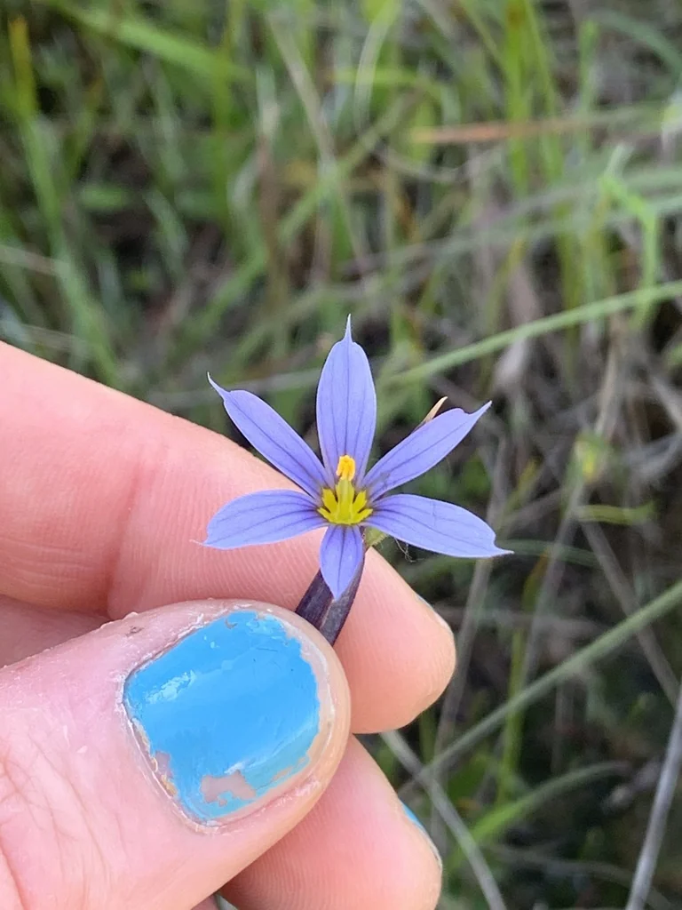 Sisyrinchium Idahoense