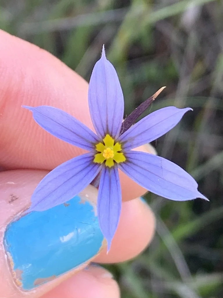 Sisyrinchium Idahoense