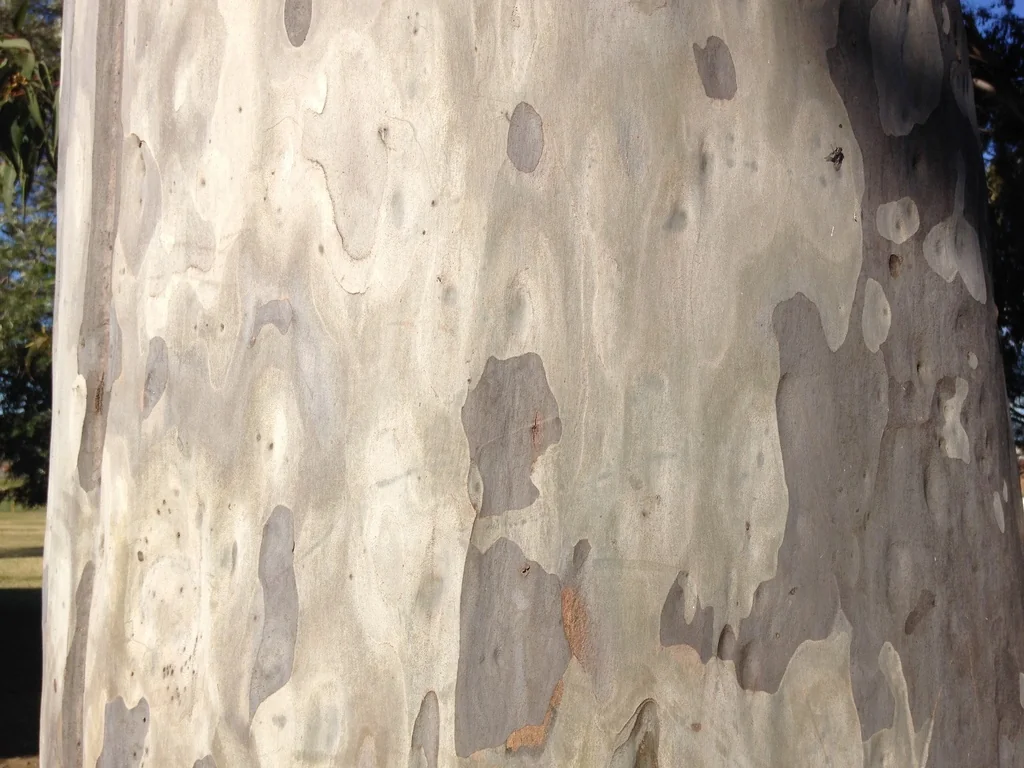 Eucalyptus Maculata