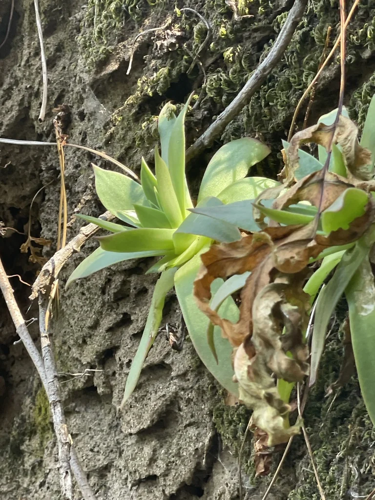 Dudleya Candelabrum