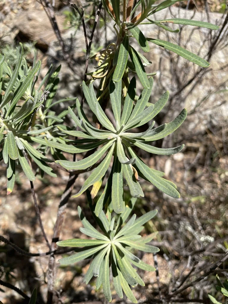 Eriogonum Arborescens