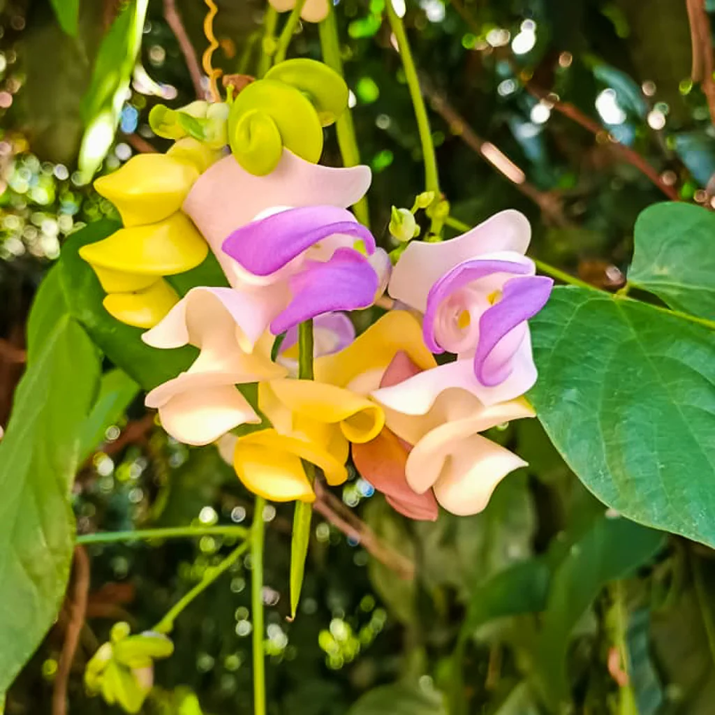 Vigna Caracalla