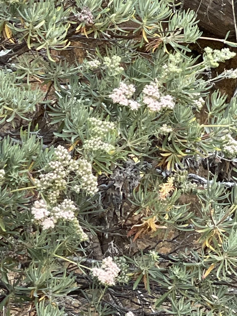 Eriogonum Arborescens