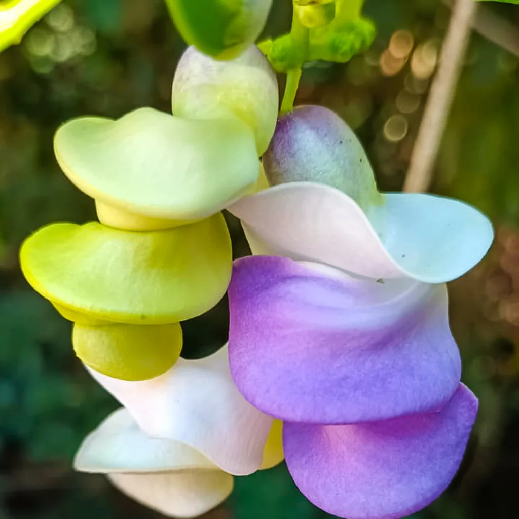 Vigna Caracalla