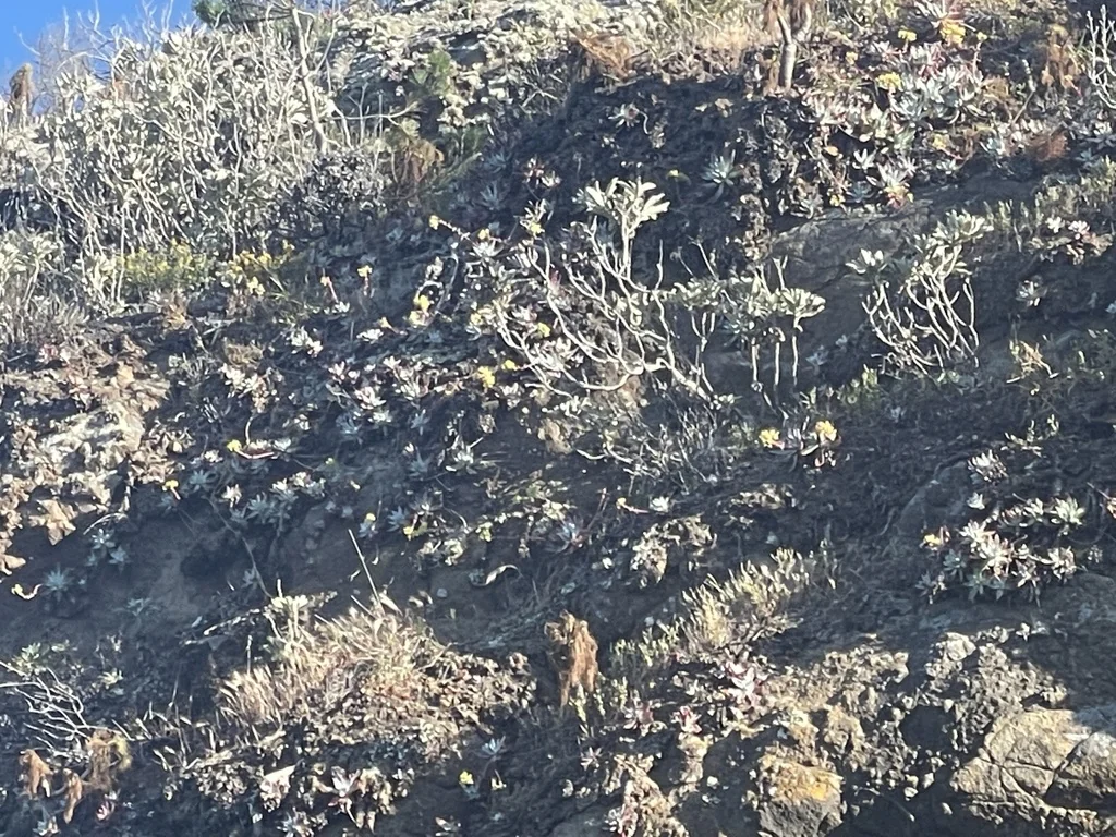 Dudleya Greenei