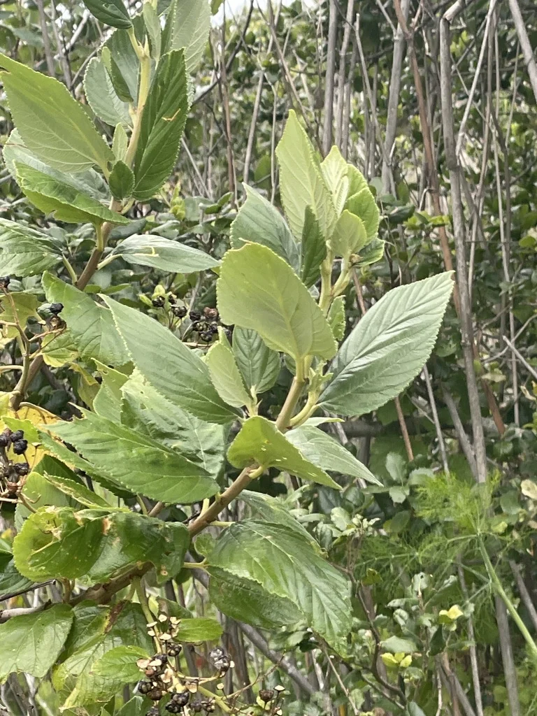 Ceanothus Arboreus