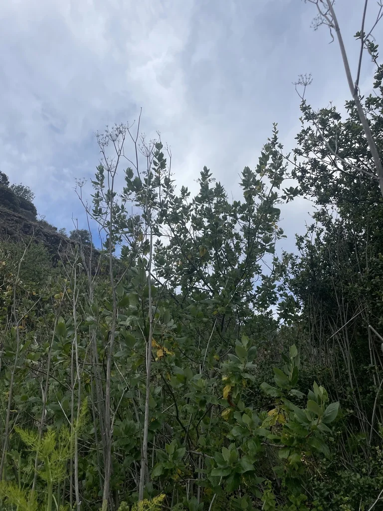 Ceanothus Arboreus