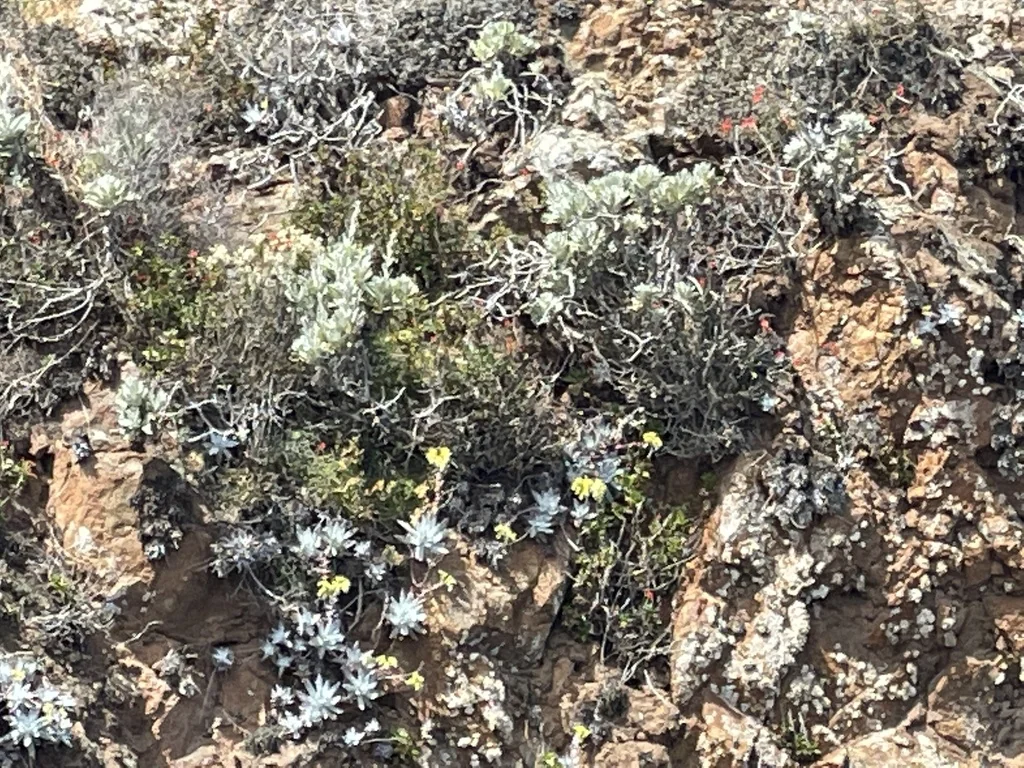 Dudleya Greenei