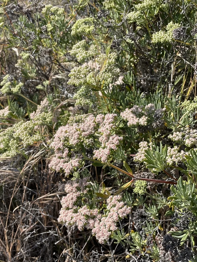 Eriogonum Arborescens